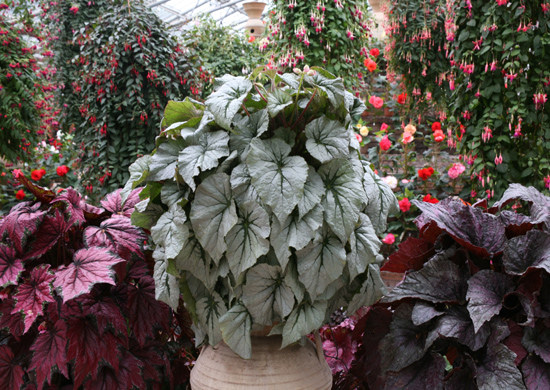 B. ‘Silver Greenheart’